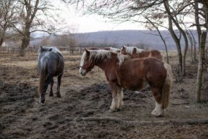 Fyra hästar står i en lerig, inhägnad hage under kala träd