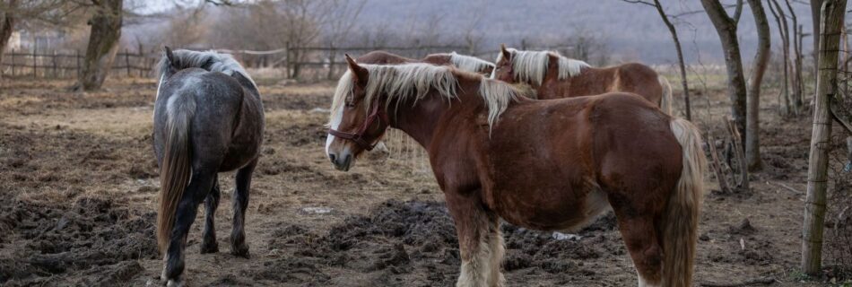 Fyra hästar står i en lerig, inhägnad hage under kala träd